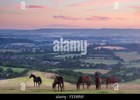 horses on Bulbarrow Hill at dawn, Dorset, England, UK Stock Photo