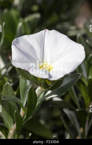 White flower of the compact, silver leaved shrub, Convolvulus cneorum Stock Photo