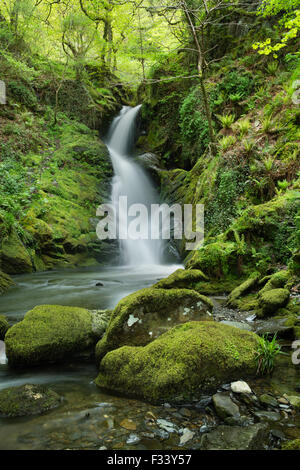 Dolgoch Falls, Gwynedd, Wales, UK Stock Photo
