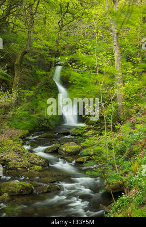 Dolgoch Falls, Gwynedd, Wales, UK Stock Photo