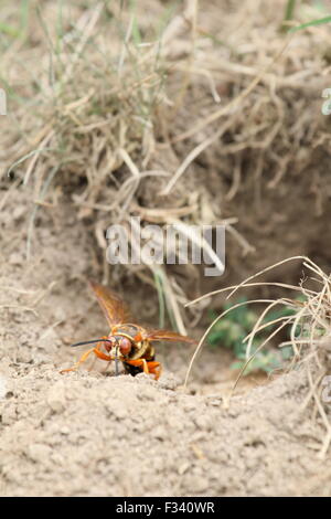 Cicada killer at its burrow entrance. Stock Photo