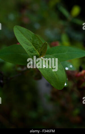 Dew covered leaves of St John's wort, aka common or perforate St John's-wort, against a green background Stock Photo