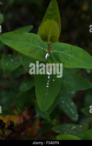 Dew covered leaves of St John's wort, aka common or perforate St John's-wort, against a green background Stock Photo