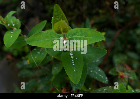 Dew covered leaves of St John's wort, aka common or perforate St John's-wort, against a green background Stock Photo