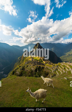 Machu Picchu illuminated by the last sunlight coming out from the opening clouds. Wide angle view from above with two grazing ll Stock Photo