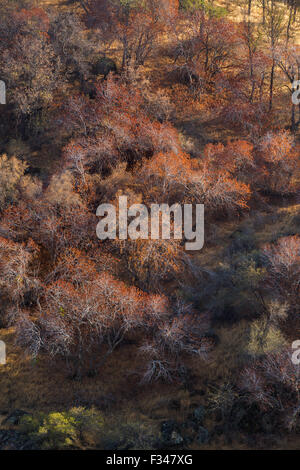 buckeye trees catching the late afternoon light, Sequoia National Park, California, USA