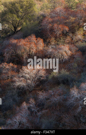 buckeye trees catching the late afternoon light, Sequoia National Park, California, USA