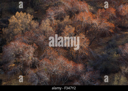 buckeye trees catching the late afternoon light, Sequoia National Park, California, USA