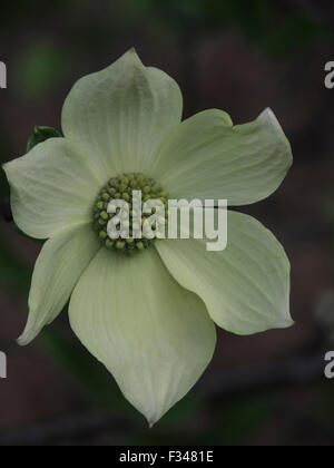 Bracts and flowers of the Pacific Dogwood tree (Cornus nuttallii), Sierra foothills of Northern California. Stock Photo