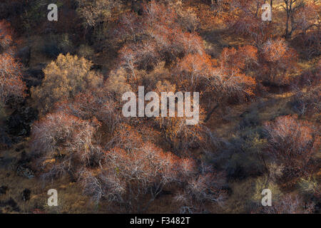 buckeye trees catching the late afternoon light, Sequoia National Park, California, USA Stock Photo