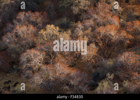 buckeye trees catching the late afternoon light, Sequoia National Park, California, USA