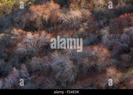 buckeye trees catching the late afternoon light, Sequoia National Park, California, USA