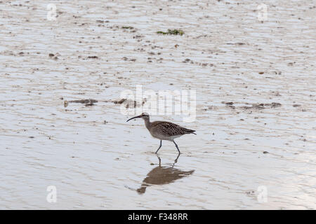A Whimbrel walking across the mudflats at Leigh on Sea, Essex Stock Photo