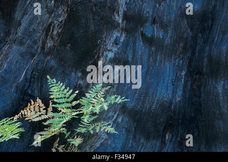 life and death fresh growth beside the scorched trunk of a sequoia tree killed by forest fire Crescent Meadow Sequoia National Stock Photo