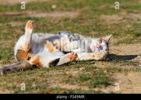 sleepy domestic cat laying down on lawn Stock Photo
