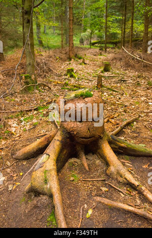 Monster creature made from tree stump in the forest Stock Photo