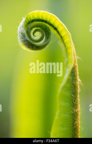 a fern uncurling in the woods at spring, Milborne Wick, Somerset, England, UK Stock Photo