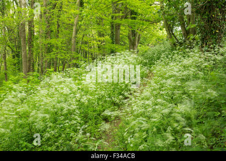 cow parsley in woods in late spring, Milborne Wick, Somerset, England, UK Stock Photo