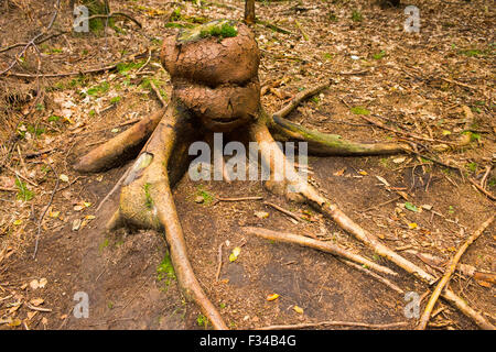 Monster creature made from tree stump in the forest Stock Photo