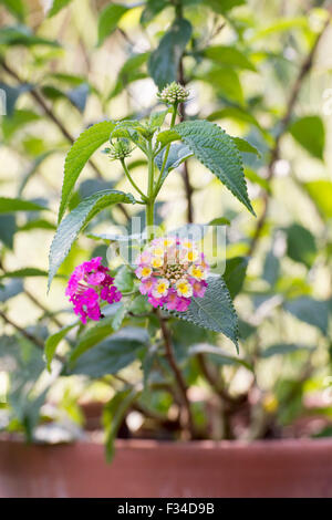 Lantana camara flowers in a plant pot Stock Photo