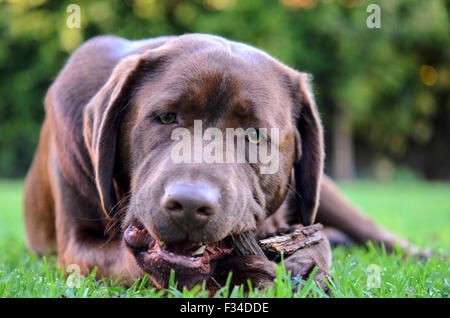 A young chocolate Labrador Retriever chewing Stock Photo