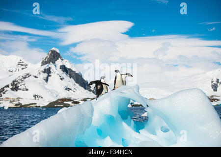 Adelie Penguin Stock Photo