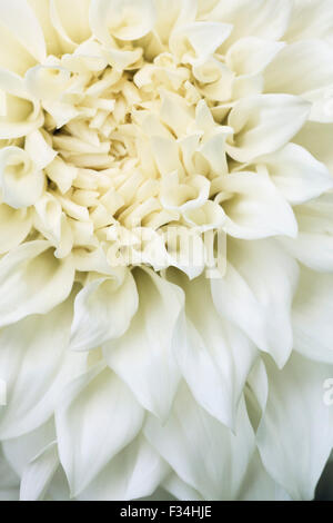 Closeup macro shot of part of a white dahliablossom just in its prime, looking down the blossom. Stock Photo