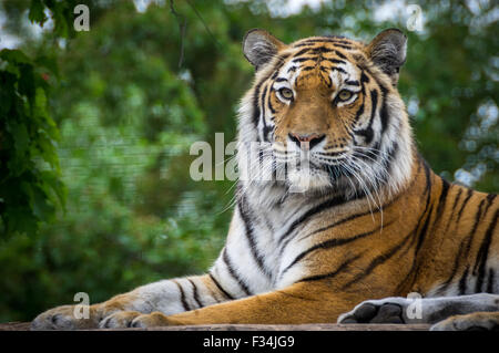 Tiger relaxing in the Zoo of Vienna Stock Photo