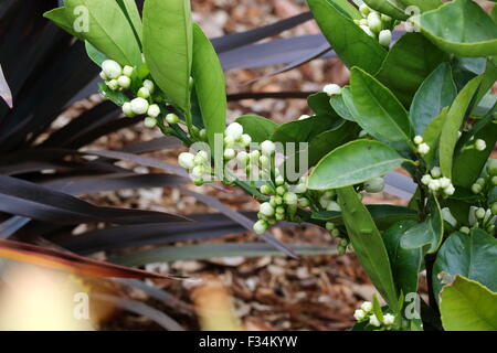 Citrus flower buds on a citrus tree Stock Photo