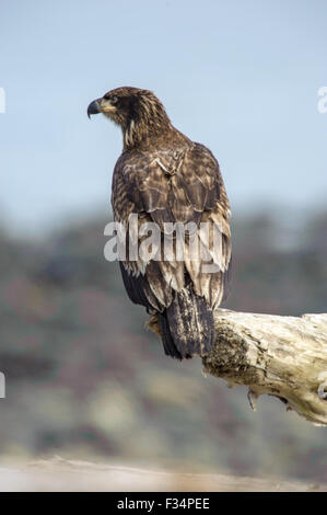 Juvenile Bald Eagle (Haliaeetus leucocephalus) perched on a log, Qualicum Beach , British Columbia, Canada Stock Photo