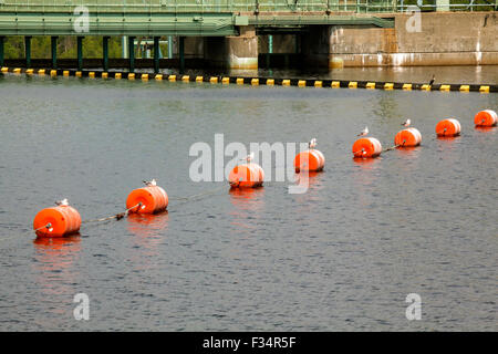 Ring-billed seagulls, Larus delawarensi, perch on orange dam protection floats. Stock Photo