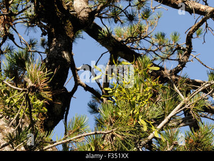 A female European Mistletoe (Viscum album) with berries growing on a pine tree. Theth, Thethi, Albania. Stock Photo