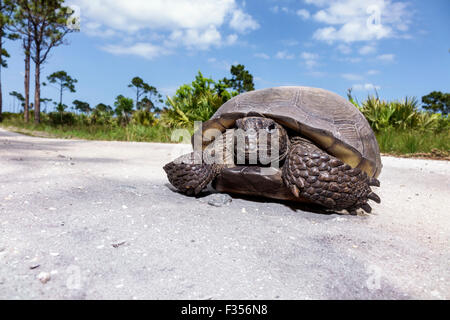 Florida Port Saint St. Lucie,Savannas Preserve State Park,gopher tortoise,Gopherus polyphemus,FL150416033 Stock Photo