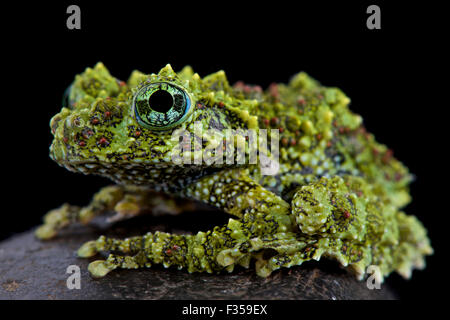 Mossy frog (Theloderma corticale) Stock Photo