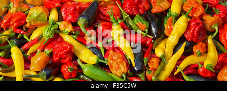 Mixed fresh chillies (aji limon, jalapeno, purple jalapeno, Scotch bonnet, bird's eye, naga, aci sivri) grown in the UK. Stock Photo