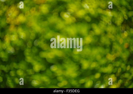 Abstract bokey of green circles Stock Photo