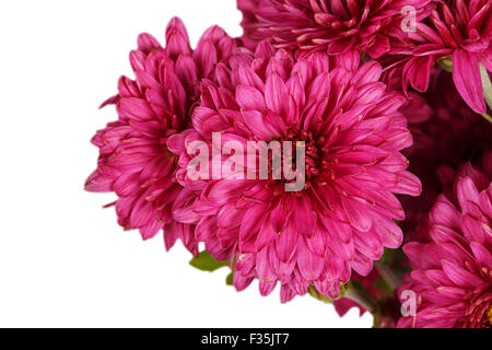 Burgundy chrysanthemum flowers isolated on white background Stock Photo
