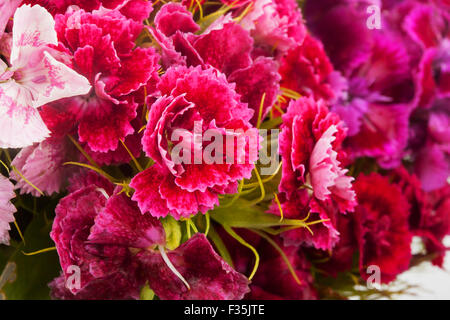 close up turkish carnation bouquet Stock Photo