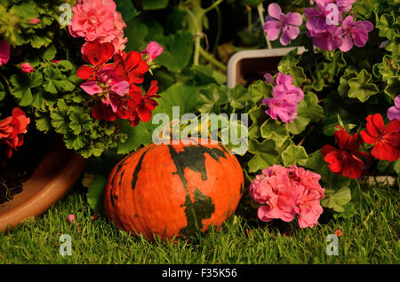 Green-orange pumpkin with leaves of rich green and colorful autumn flowers - burning red, strong violet and intensive pink - set Stock Photo