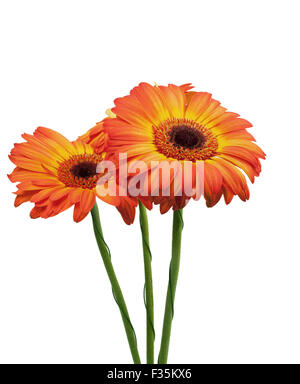 Three gerbera isolated on white background Stock Photo