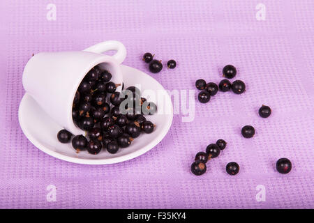 Inverted white cup with black currants on a purple background Stock Photo