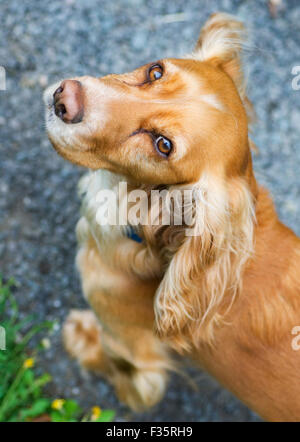 Golden Spaniel looking up at owner. Stock Photo
