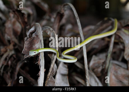 Small green vine snake