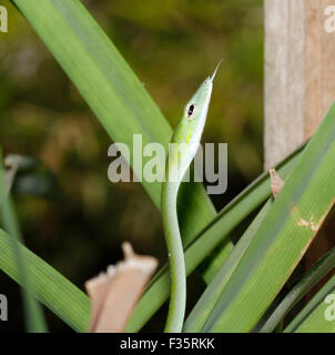 Small green vine snake