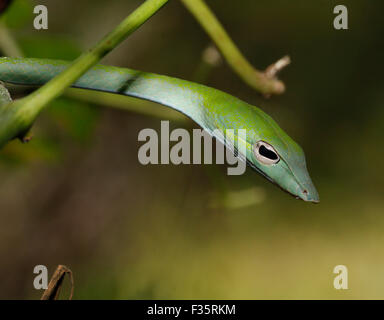 Small green vine snake