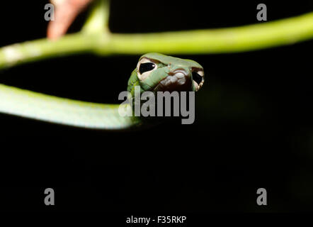 Small green vine snake Stock Photo
