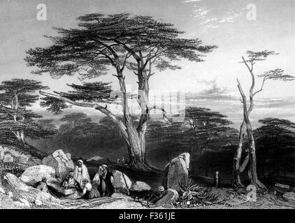 The Cedars of Lebanon; Black and White Illustration from Landscapes of the Bible Stock Photo