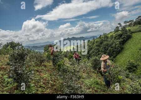 Tea pickers at work in the mountains outside Kalaw in Shan State ...