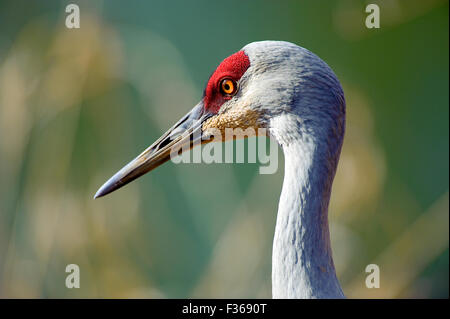 Sandhill Crane (Grus canadensis), George C Reifel Migratory Bird Sanctuary, Vancouver , British Columbia, Canada Stock Photo