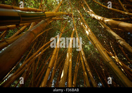 bamboo thickets in Vietnam Stock Photo